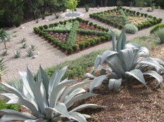 view beyond Agave franzosinii down to flat area's knot garden that was formerly grass